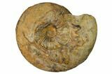 Iron Replaced Ammonite Fossil - Boulemane, Morocco #164478-1